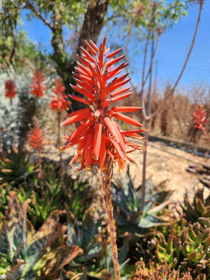 Quinta Das Amendoas Carvoeiro  Dış mekan fotoğraf